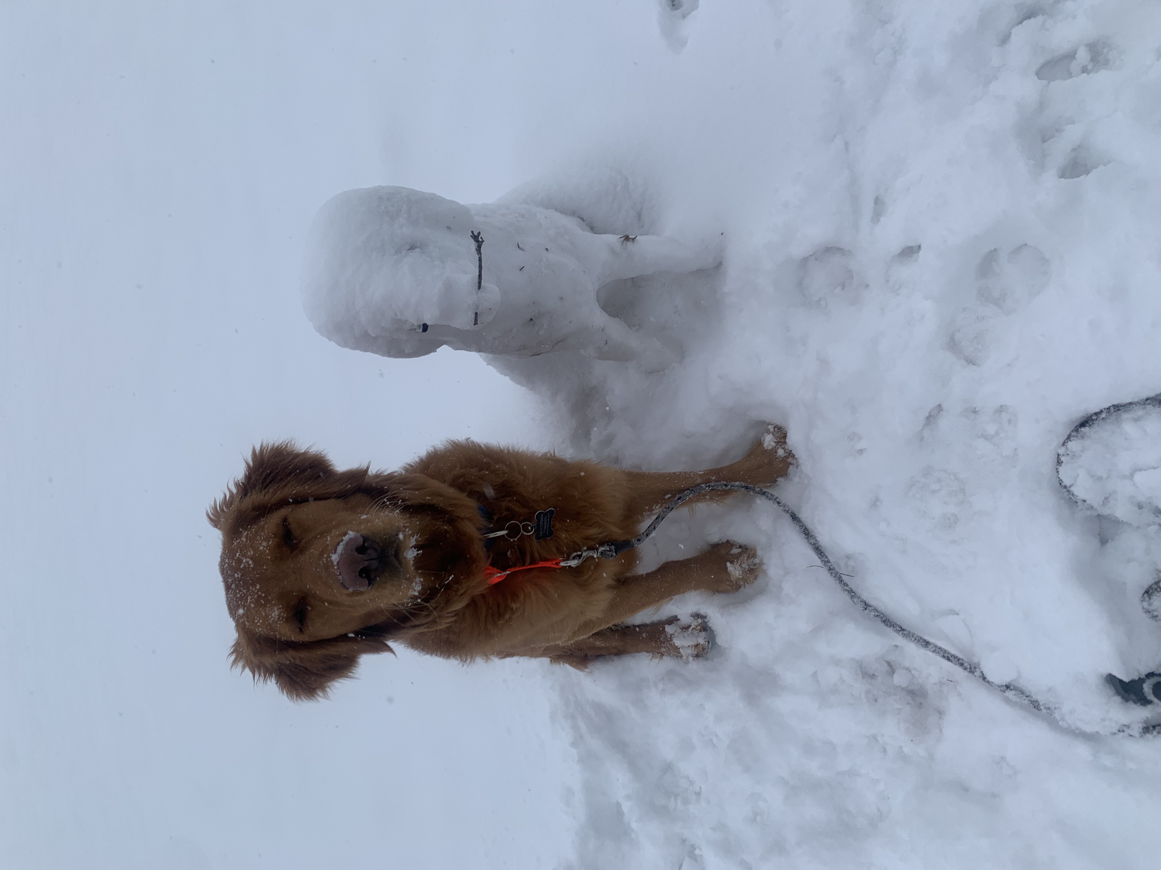 Snow Dog
