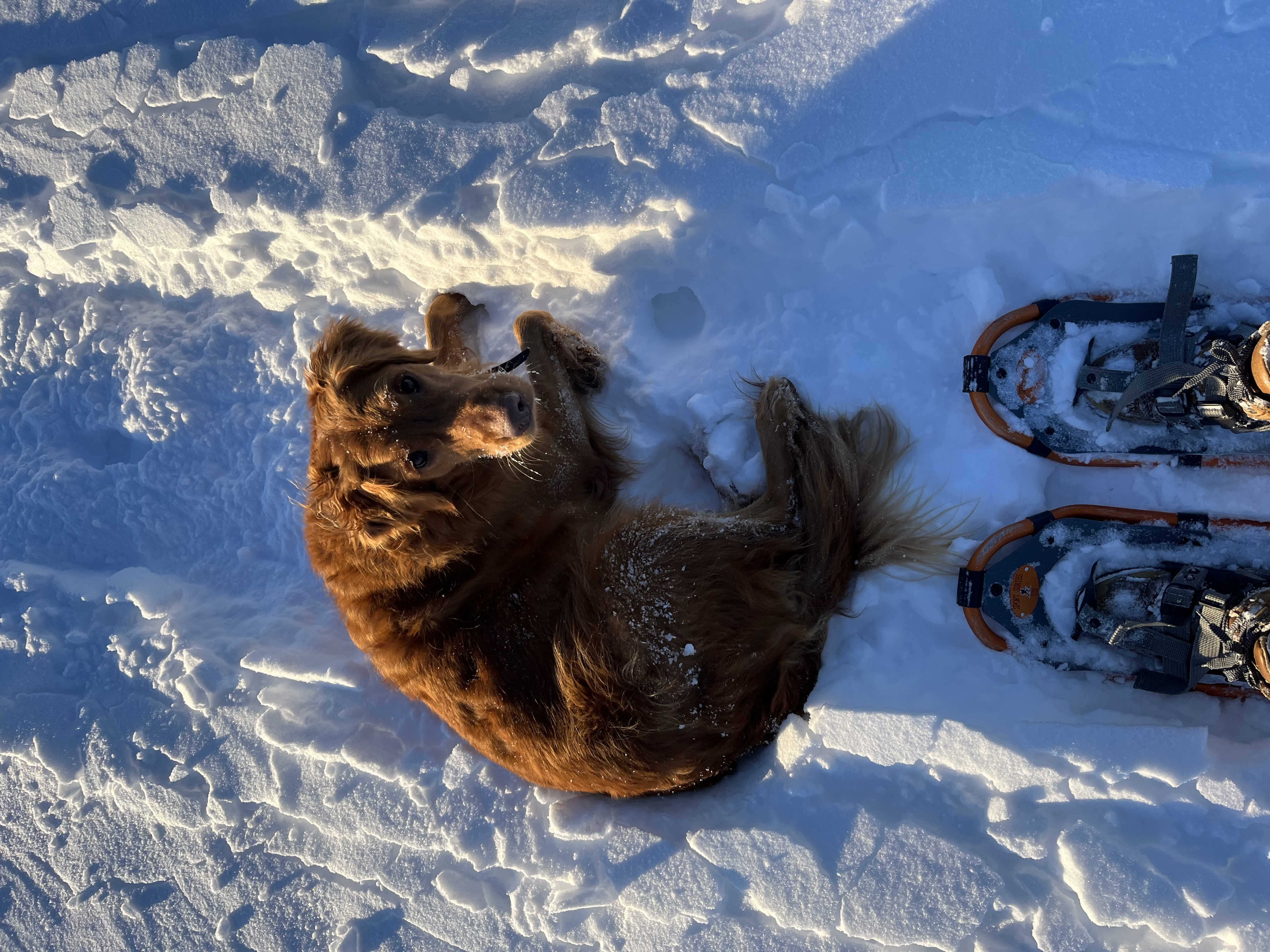 Koda Snowshoeing